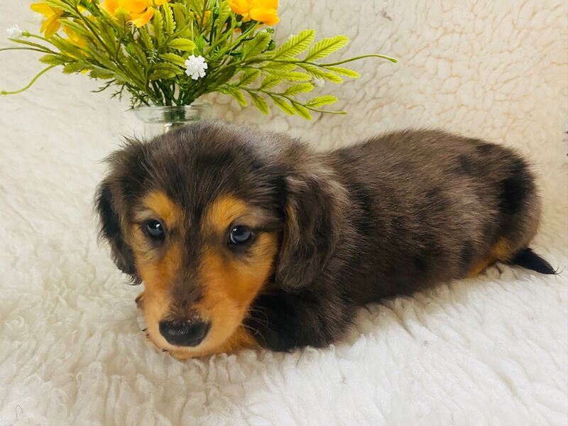 Dachshund puppies for sale in Ilkeston, Derbyshire – KC registered, 7 weeks old - Image 3 of 8