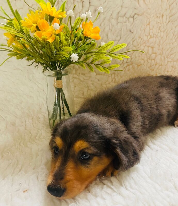 Dachshund puppies for sale in Ilkeston, Derbyshire – KC registered, 7 weeks old - Image 4 of 8