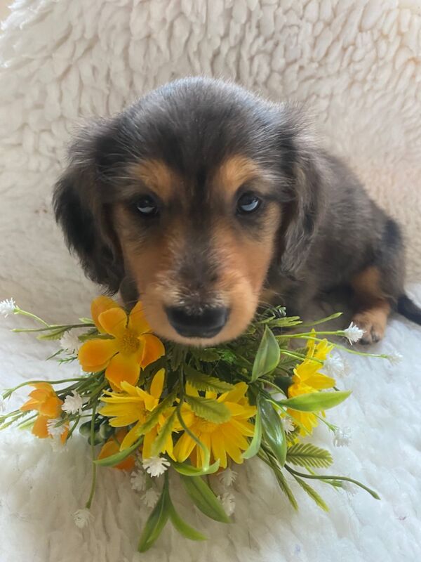 Dachshund puppies for sale in Ilkeston, Derbyshire – KC registered, 7 weeks old - Image 5 of 8