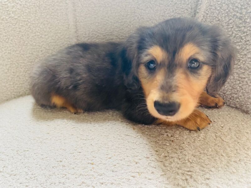 Dachshund puppies for sale in Ilkeston, Derbyshire – KC registered, 7 weeks old - Image 6 of 8