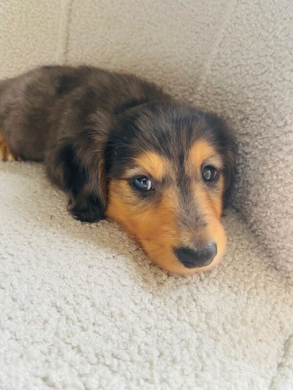 Dachshund puppies for sale in Ilkeston, Derbyshire – KC registered, 7 weeks old - Image 7 of 8