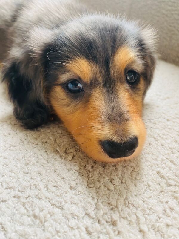 Dachshund puppies for sale in Ilkeston, Derbyshire – KC registered, 7 weeks old - Image 8 of 8
