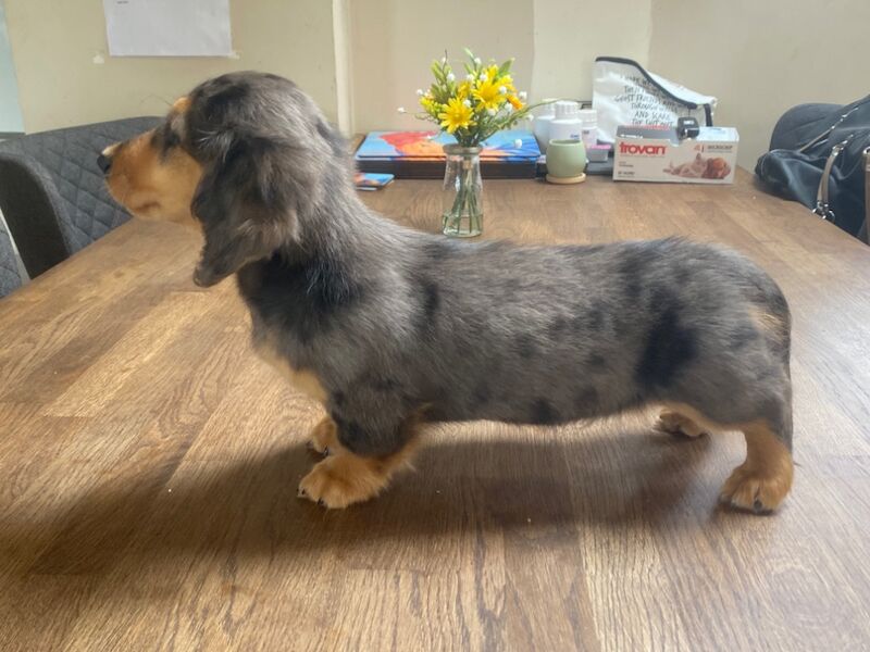 Dachshund puppies for sale in Ilkeston, Derbyshire – KC registered, 9 weeks old