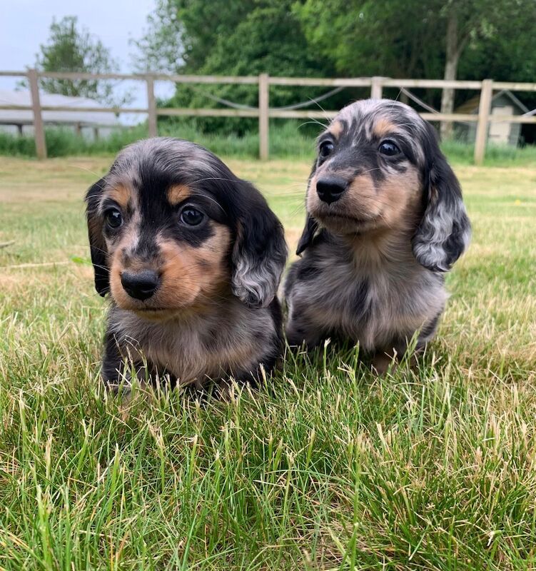 Kc registered silver dapple long hairs for sale in Whittlesey, Cambridgeshire