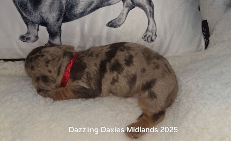 Dachshund puppies for sale in Walsall, West Midlands – KC registered, 2 weeks old