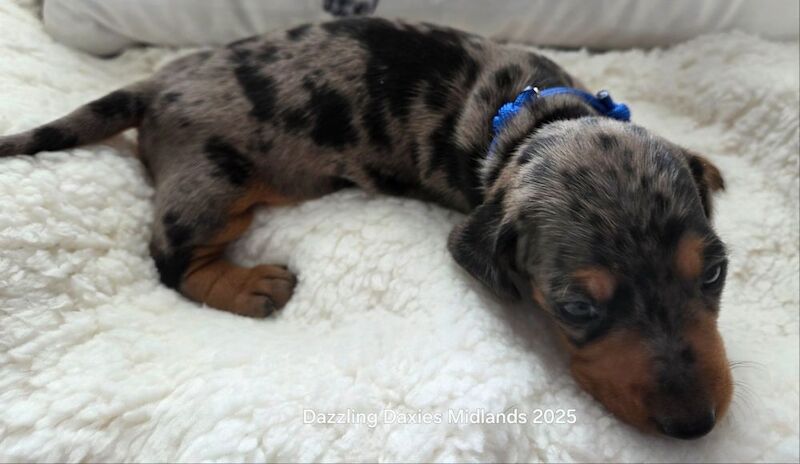 Dachshund puppies for sale in Walsall, West Midlands – KC registered, 5 weeks old - Image 2 of 14