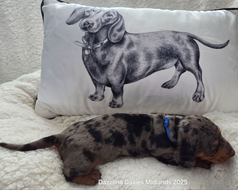 Dachshund puppies for sale in Walsall, West Midlands – KC registered, 5 weeks old - Image 3 of 14