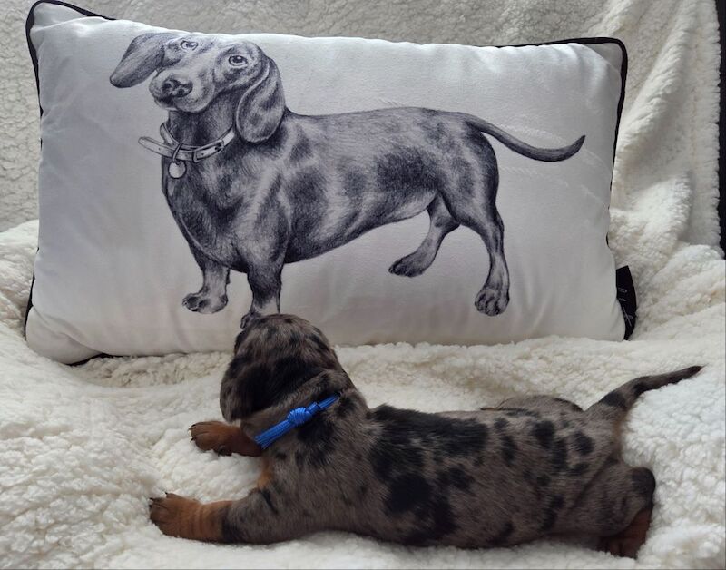 Dachshund puppies for sale in Walsall, West Midlands – KC registered, 5 weeks old - Image 4 of 14