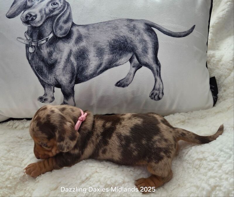 Dachshund puppies for sale in Walsall, West Midlands – KC registered, 5 weeks old - Image 5 of 14