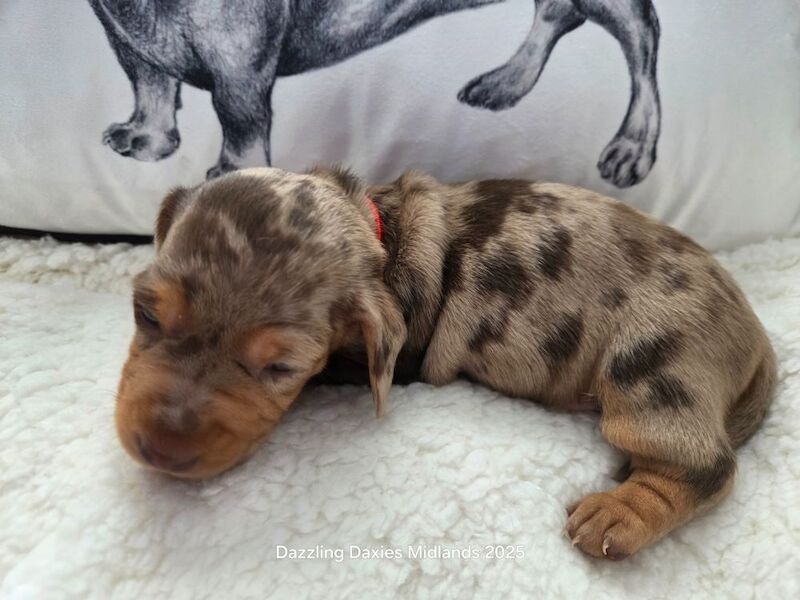 Dachshund puppies for sale in Walsall, West Midlands – KC registered, 5 weeks old - Image 6 of 14