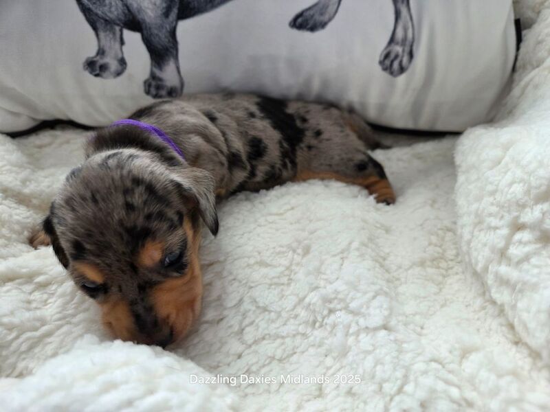 Dachshund puppies for sale in Walsall, West Midlands – KC registered, 5 weeks old - Image 7 of 14