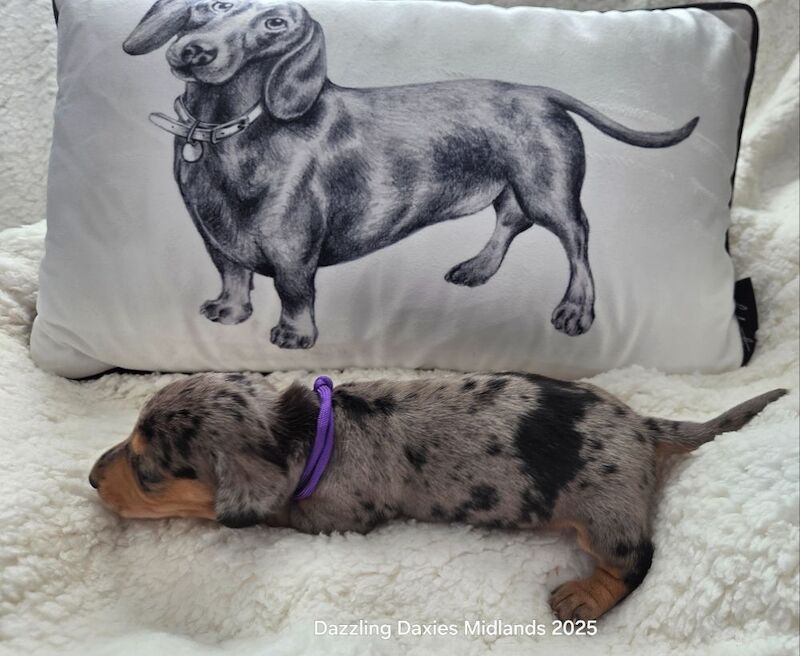 Dachshund puppies for sale in Walsall, West Midlands – KC registered, 5 weeks old - Image 8 of 14