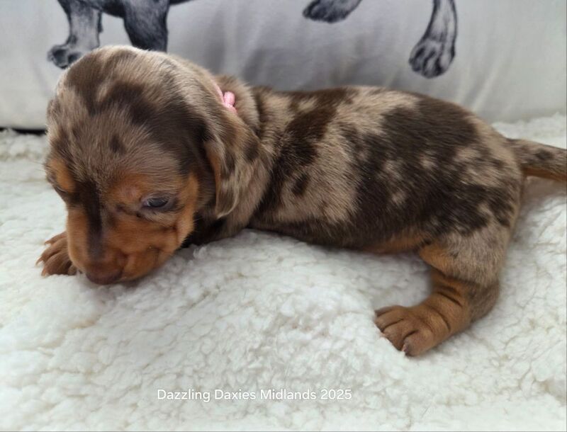 Dachshund puppies for sale in Walsall, West Midlands – KC registered, 5 weeks old - Image 9 of 14