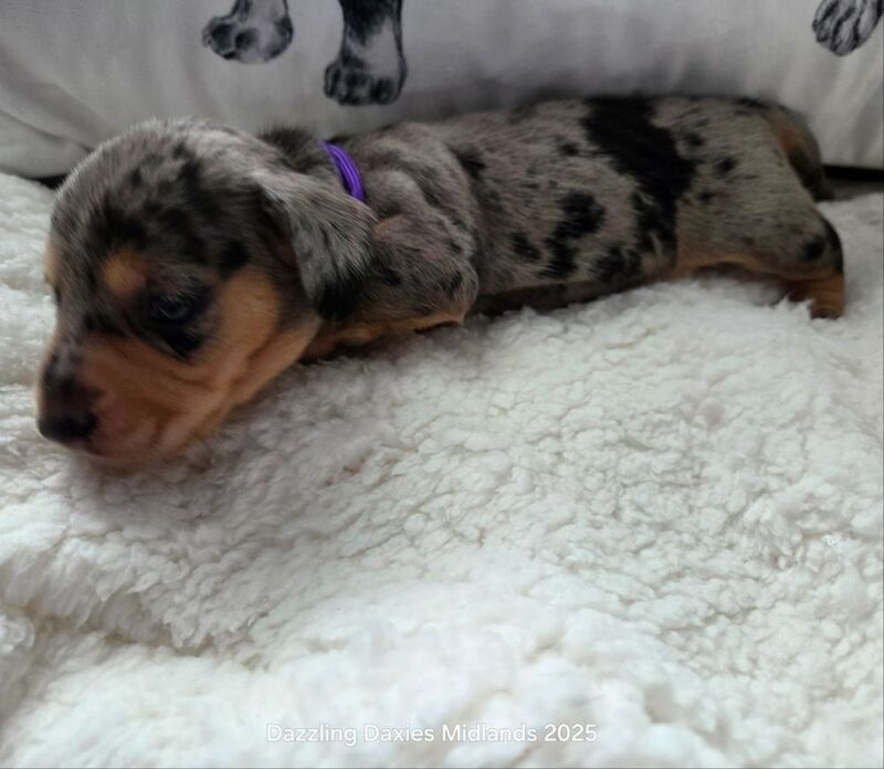 Dachshund puppies for sale in Walsall, West Midlands – KC registered, 5 weeks old - Image 10 of 14