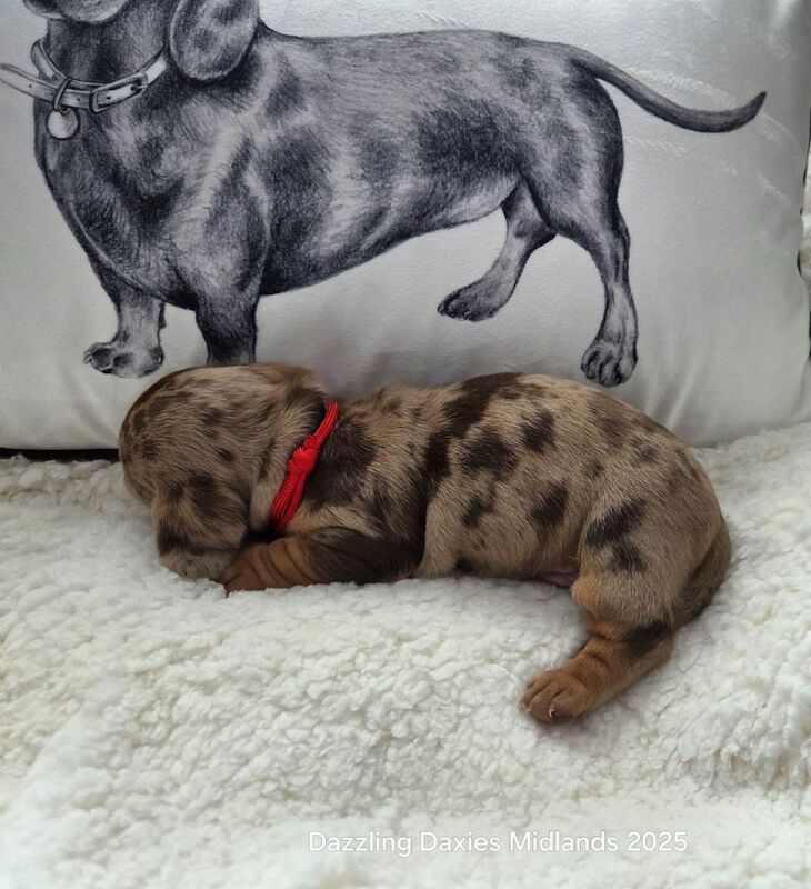 Dachshund puppies for sale in Walsall, West Midlands – KC registered, 5 weeks old - Image 11 of 14