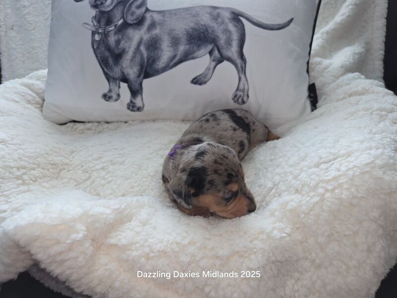 Dachshund puppies for sale in Walsall, West Midlands – KC registered, 5 weeks old - Image 12 of 14