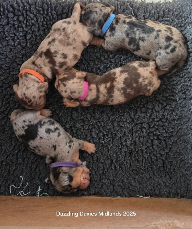 Dachshund puppies for sale in Walsall, West Midlands – KC registered, 5 weeks old - Image 13 of 14
