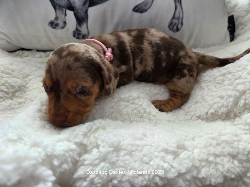 Dachshund puppies for sale in Walsall, West Midlands – KC registered, 5 weeks old - Image 14 of 14