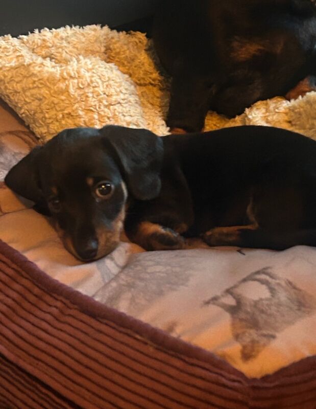 KC Registered Smooth Haired miniature dauchshund pups for sale in Heathfield, East Sussex | Image 2