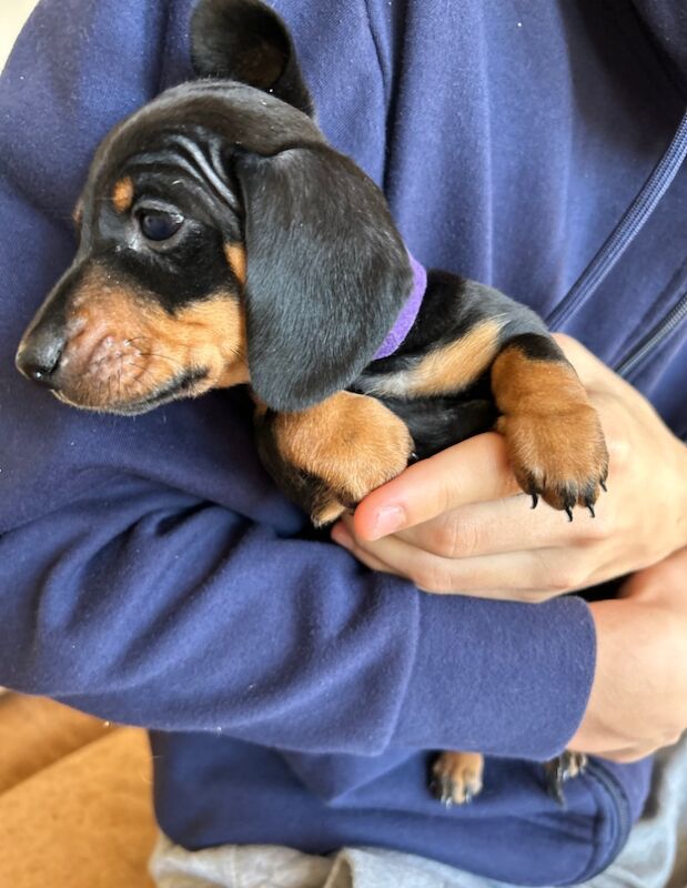 KC Registered Smooth Haired miniature dauchshund pups for sale in Heathfield, East Sussex | Image 3