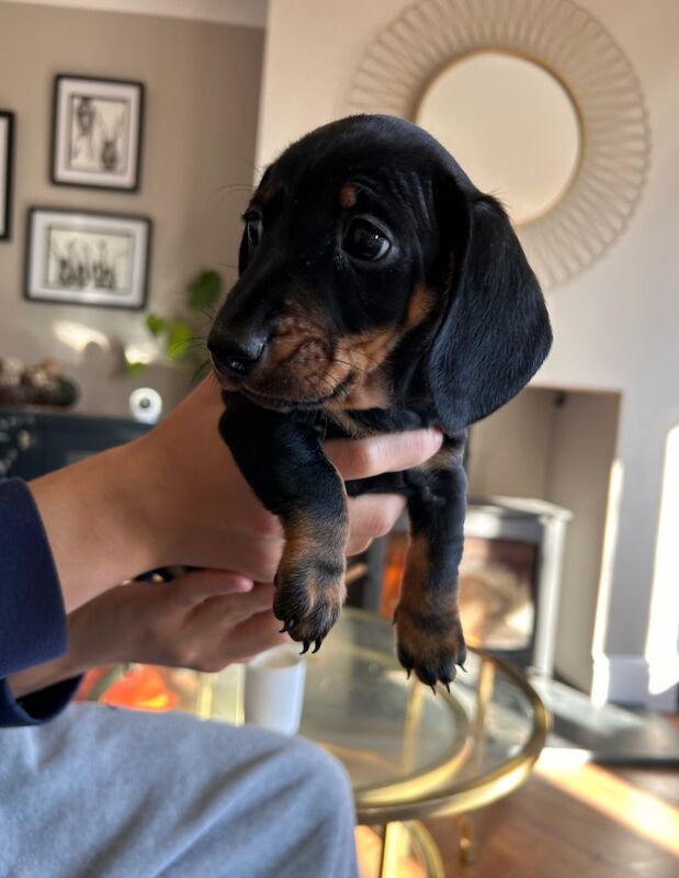 Dachshund puppies for sale in Heathfield, East Sussex – KC registered, 8 months old - Image 5 of 6