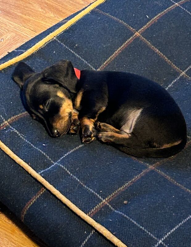 Dachshund puppies for sale in Heathfield, East Sussex – KC registered, 8 months old - Image 6 of 6