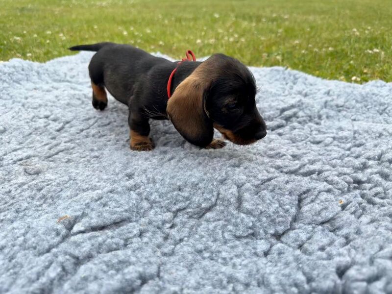 KC registered Standard Wire Haired Dachshunds 