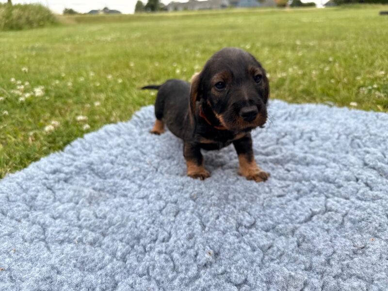 Dachshund puppies for sale in King's Lynn, Norfolk – KC registered, 11 weeks old - Image 2 of 6