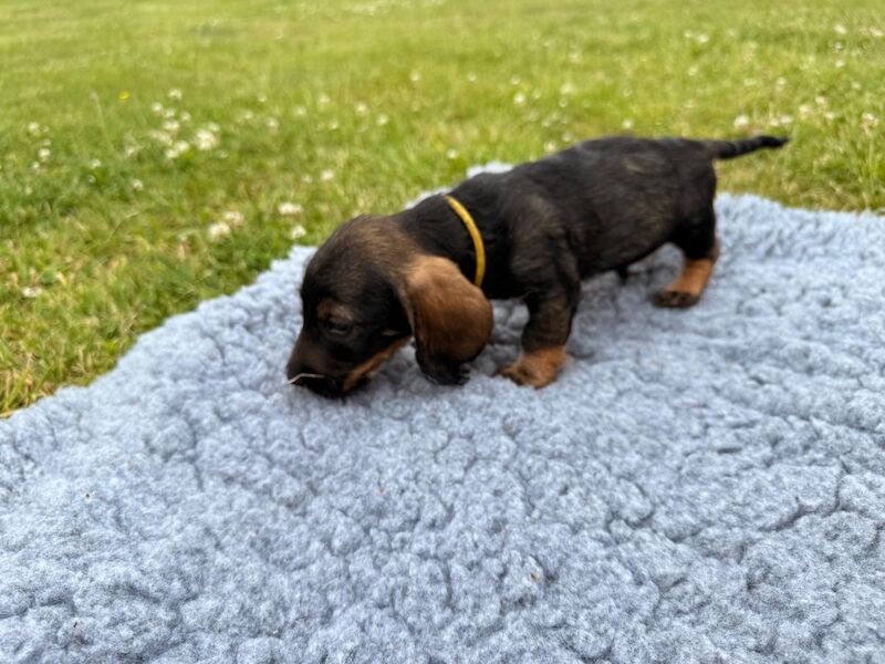 Dachshund puppies for sale in King's Lynn, Norfolk – KC registered, 11 weeks old - Image 3 of 6