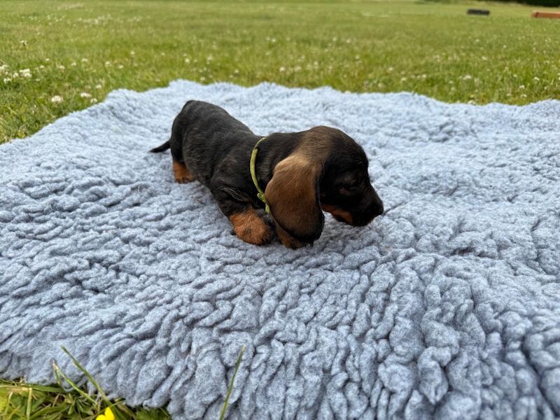 Dachshund puppies for sale in King's Lynn, Norfolk – KC registered, 11 weeks old - Image 6 of 6