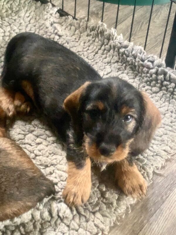 KC Registered Std Wirehaired Dachshund Puppies for sale in Crewkerne, Somerset