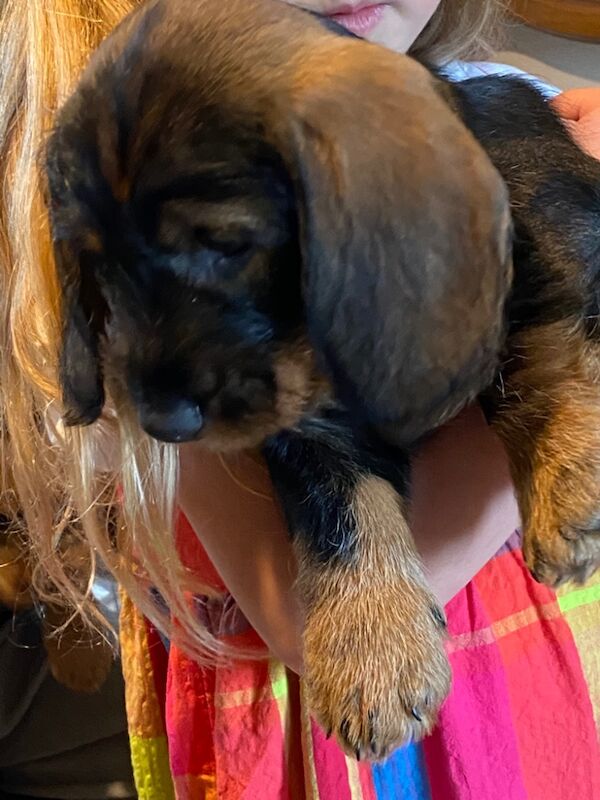 KC Registered Std Wirehaired Dachshund Puppies for sale in Crewkerne, Somerset | Image 3