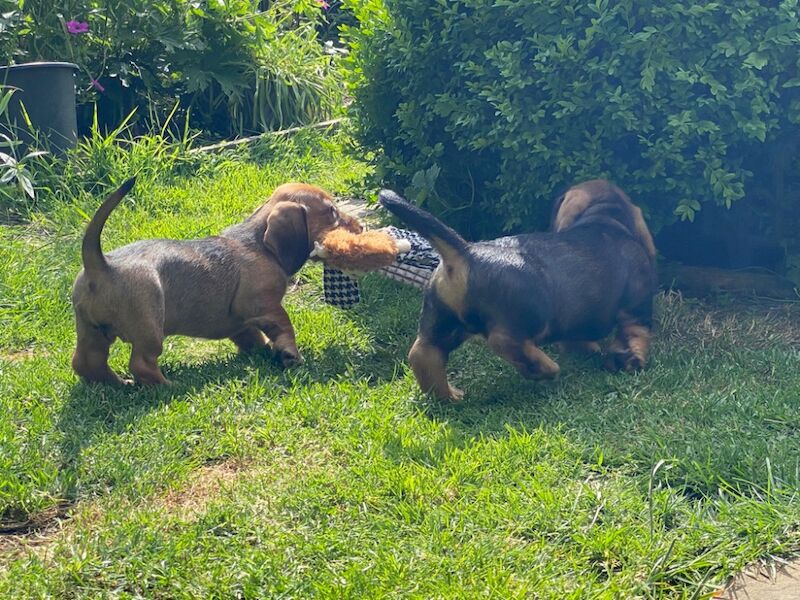 KC Registered Std Wirehaired Dachshund Puppies for sale in Crewkerne, Somerset | Image 4