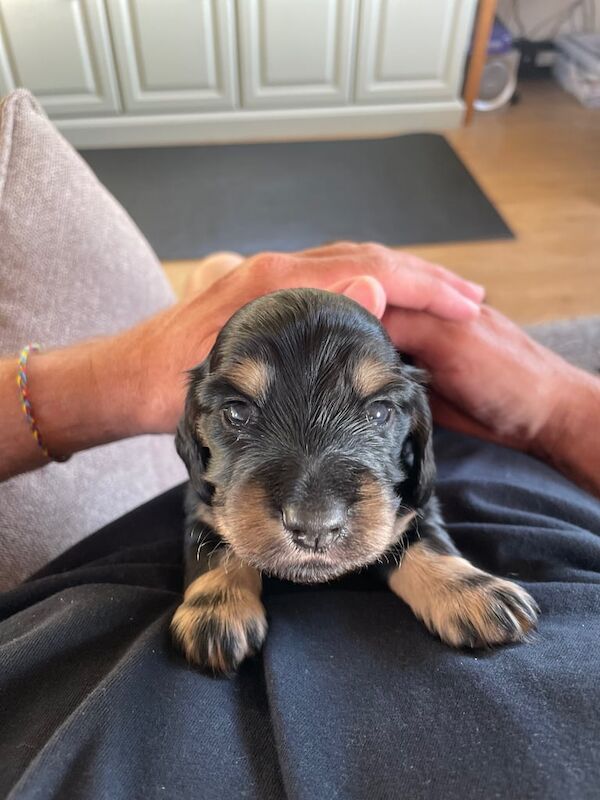 KC Show quality Long Haired Dachshunds for sale in Helston, Cornwall | Image 3