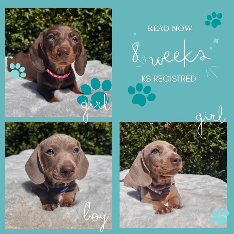 Dachshund puppies for sale in Loughborough, Leicestershire – KC registered, 8 weeks old
