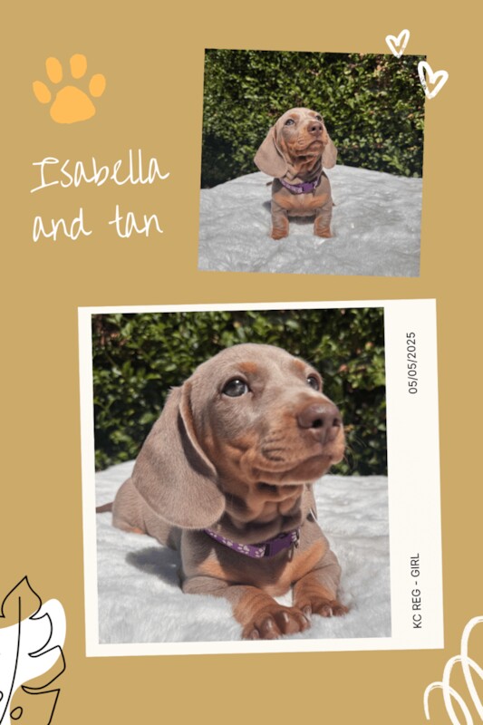 Dachshund puppies for sale in Loughborough, Leicestershire – KC registered, 12 weeks old - Image 2 of 3