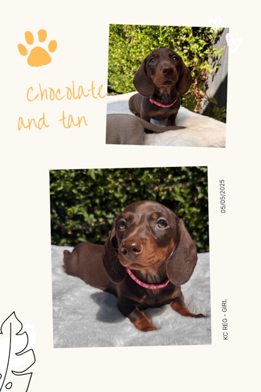Dachshund puppies for sale in Loughborough, Leicestershire – KC registered, 12 weeks old - Image 3 of 3