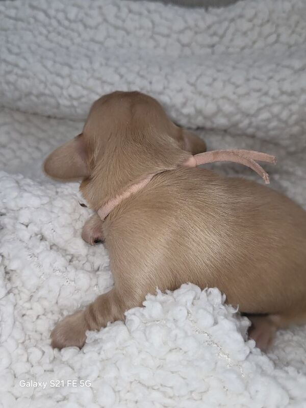 Dachshund puppies for sale in Gainsborough, Lincolnshire – KC registered, 2 weeks old
