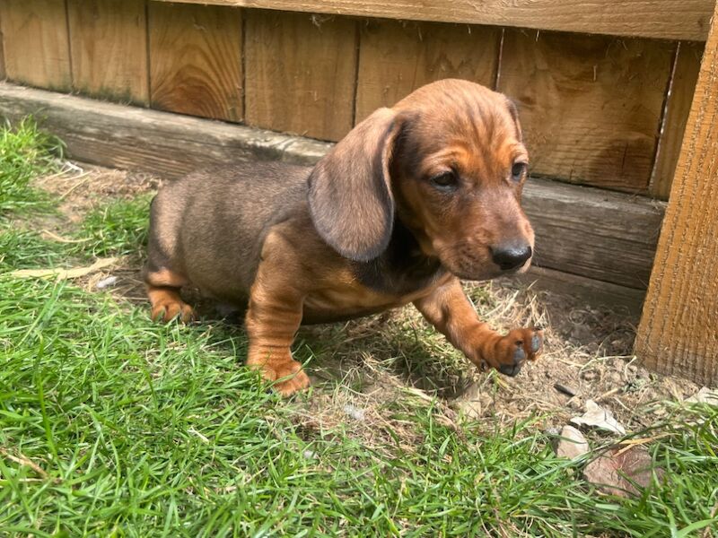 Dachshund puppies for sale in Durham – 8 weeks old