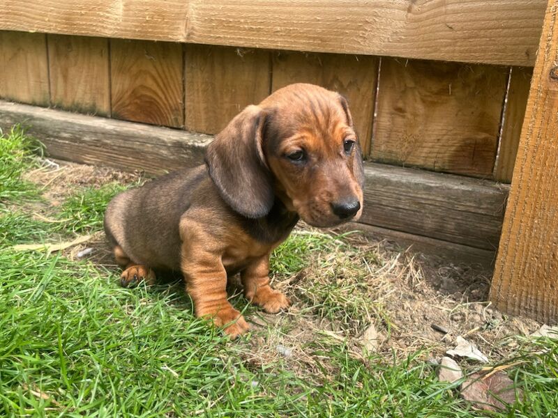 Dachshund puppies for sale in Durham – 8 weeks old - Image 2 of 3