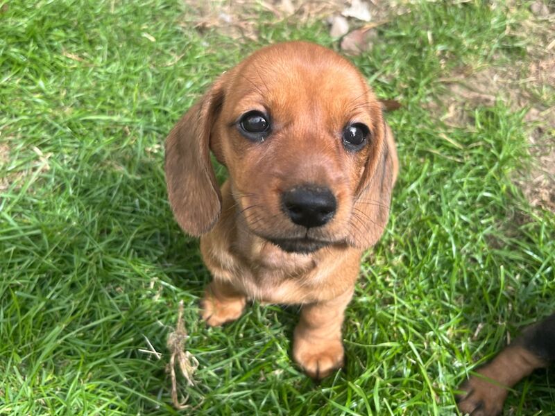 Dachshund puppies for sale in Durham – 11 weeks old - Image 3 of 3