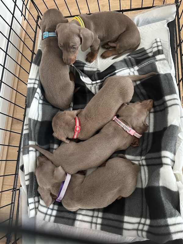 Lilac and tan dachshund puppies for sale in Aberdeen, City of Aberdeen