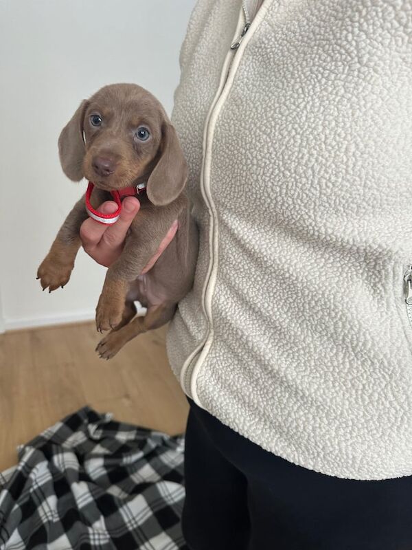 Lilac and tan dachshund puppies for sale in Aberdeen, City of Aberdeen | Image 2