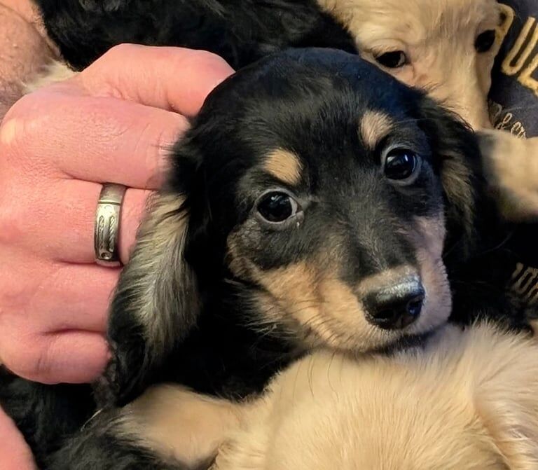 Long Coat XMini Dachshund Pups for sale in Retford, Nottinghamshire