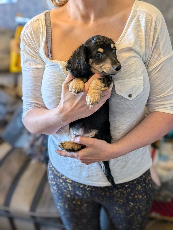 Long Coat XMini Dachshund Pups for sale in Retford, Nottinghamshire | Image 2