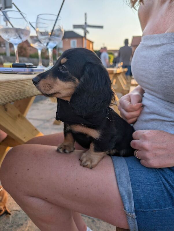 Long Coat XMini Dachshund Pups for sale in Retford, Nottinghamshire | Image 3
