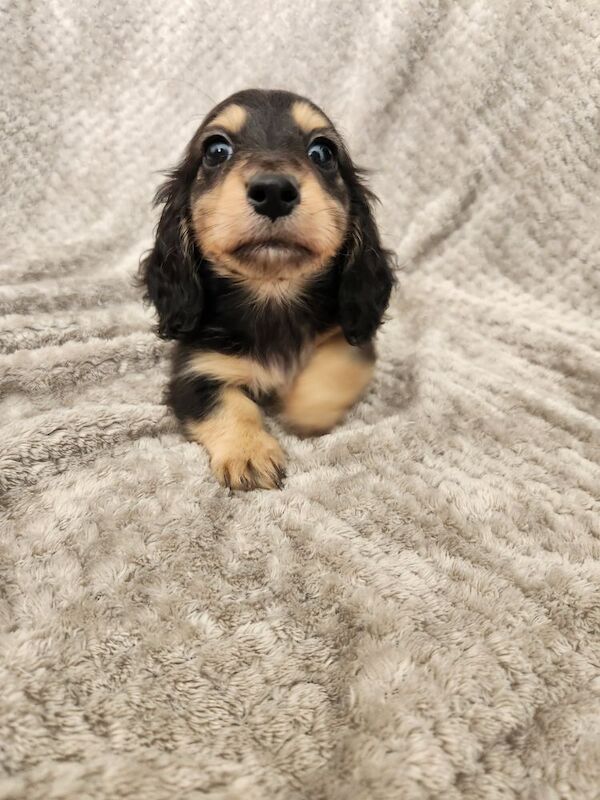 Long hair KC Dachshunds for sale in Lancashire