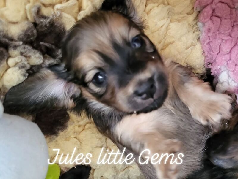 Long hair miniature dachshund KC for sale in Lincolnshire