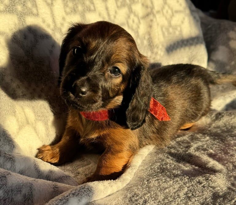 Dachshund puppies for sale in Coatbridge, North Lanarkshire – 8 months old - Image 1 of 3