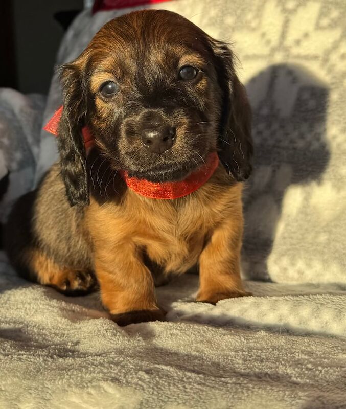 Dachshund puppies for sale in Coatbridge, North Lanarkshire – 8 months old - Image 2 of 3